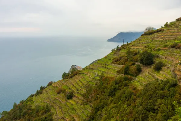 シンクテレ リグリア イタリアの海岸沿いの緑のブドウ畑 ロイヤリティフリーのストック写真