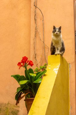 İtalya 'nın Vernazza şehrinde sarı arka planda bir kedi.