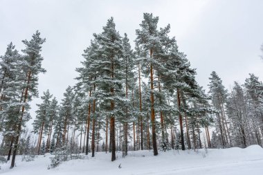 Beautiful snowy forest, winter landscape in Finland