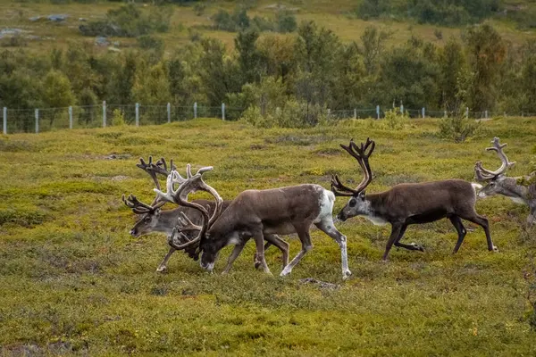 Norveç tundrasında vahşi ren geyiği sürüsü