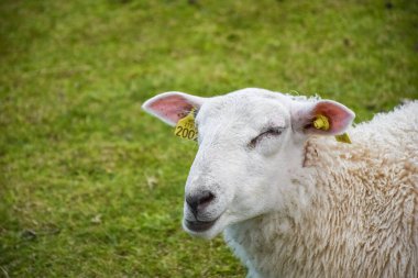 Cute sheep in the green meadow of Lofoten Islands, Norway