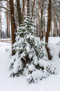 Beautiful snowy forest, winter landscape in Finland