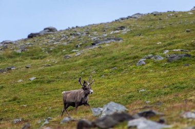 Norveç, Knivskjellodden tundrasında vahşi ren geyikleri