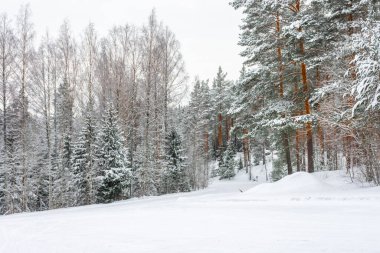 Beautiful snowy forest, winter landscape in Finland
