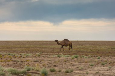 Kuru Aral Denizi çölünde yalnız deve, Özbekistan