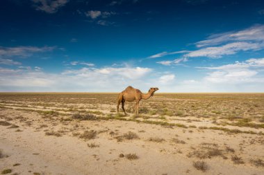 Kuru Aral Denizi çölünde yalnız deve, Özbekistan