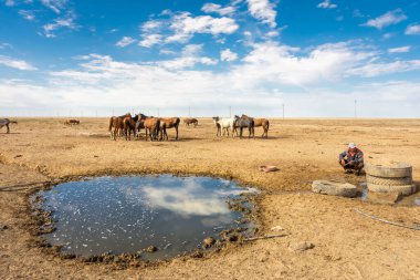 Aral Denizi 'ndeki bir kaynaktan su içen vahşi atlar, Özbekistan
