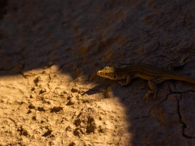 Özbekistan 'ın Kyzylkum çölünde kurbağa başlı agama kertenkelesi ya da Phrynocephalus interscapularis.