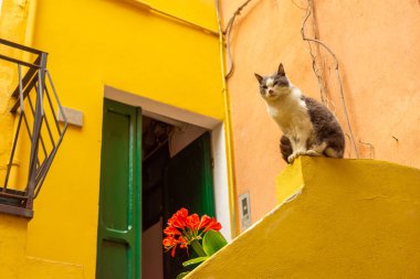 İtalya 'nın Vernazza şehrinde sarı arka planda bir kedi.