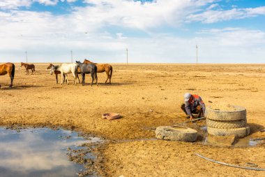 Aral Denizi 'ndeki bir kaynaktan su içen vahşi atlar, Özbekistan