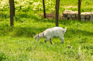 Butuceni, Moldova 'nın Yeşil ve yemyeşil kırsalında Keçi