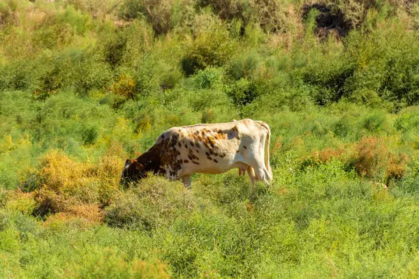 İnek Kyzil Qala, Khorezm bölgesi, Özbekistan