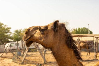 Abu Dabi çölünde develer, BAE