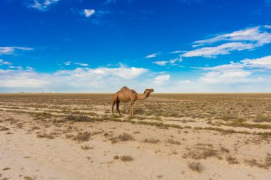 Kuru Aral Denizi çölünde yalnız deve, Özbekistan