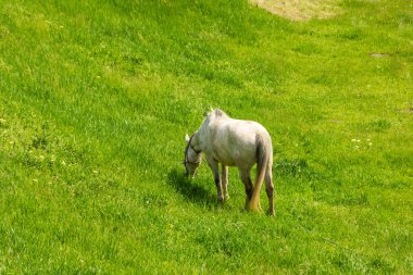 Butuceni, Moldova 'nın Yeşil ve bereketli kırsalındaki At