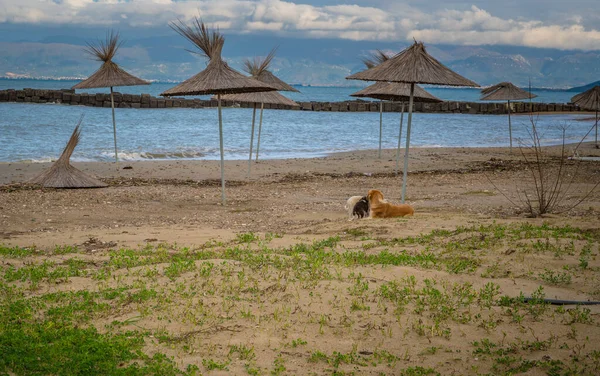 Бродячие Собаки Пляже Мыса Родон Албании Высокое Качество Фото — стоковое фото