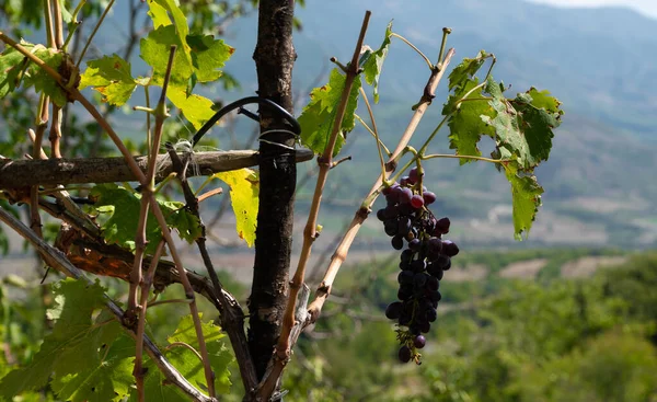 Germinating vine on farm, grape winery, ripe grape. High quality photo