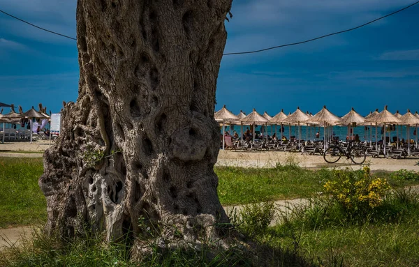 Старое Оливковое Дерево Пляже Голема Недалеко Города Дуррес Албании Высокое — стоковое фото