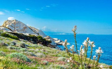Capo Testa - Sardinya 'daki Faro di Capo Testa. Popüler turistik ilgi. Çiçekleri ve mavi gökyüzü olan güzel bir manzara.
