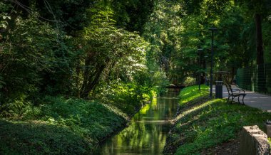 Macaristan, Heviz 'deki termal banyoların yanındaki orman. Yüksek kalite fotoğraf