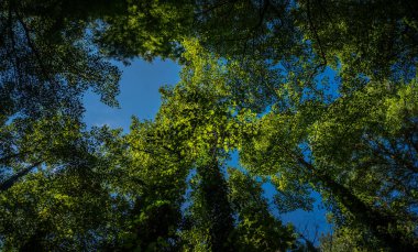 Macaristan, Heviz 'deki termal banyoların yanındaki orman. Yüksek kalite fotoğraf