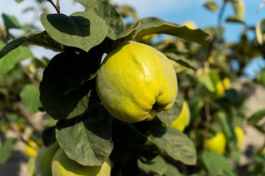 Bahçede yetişen yeşil meyveli armut ağacı. Ağaçta olgunlaşan armutlar.