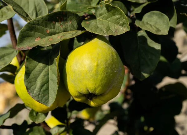 庭で育った緑の果実の真珠の木 木の上に熟したピアス — ストック写真