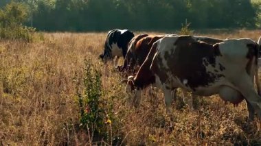 İnekler, uzun otlarla çevrili kuru, güneşli bir çayırda huzur içinde otlayarak kırsal ve pastoral bir atmosfer yaratırlar..