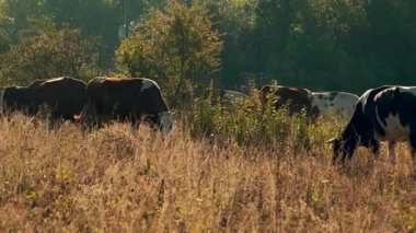 İnekler, uzun otlarla çevrili kuru, güneşli bir çayırda huzur içinde otlayarak kırsal ve pastoral bir atmosfer yaratırlar..