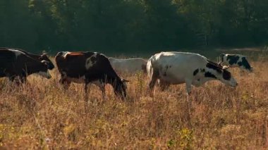 İnekler, uzun otlarla çevrili kuru, güneşli bir çayırda huzur içinde otlayarak kırsal ve pastoral bir atmosfer yaratırlar..