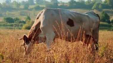 İnekler, uzun otlarla çevrili kuru, güneşli bir çayırda huzur içinde otlayarak kırsal ve pastoral bir atmosfer yaratırlar..