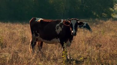 İnekler, uzun otlarla çevrili kuru, güneşli bir çayırda huzur içinde otlayarak kırsal ve pastoral bir atmosfer yaratırlar..
