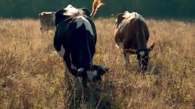 İnekler, uzun otlarla çevrili kuru, güneşli bir çayırda huzur içinde otlayarak kırsal ve pastoral bir atmosfer yaratırlar..