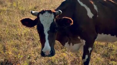 İnekler, uzun otlarla çevrili kuru, güneşli bir çayırda huzur içinde otlayarak kırsal ve pastoral bir atmosfer yaratırlar..