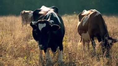 İnekler, uzun otlarla çevrili kuru, güneşli bir çayırda huzur içinde otlayarak kırsal ve pastoral bir atmosfer yaratırlar..