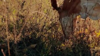 İnekler, uzun otlarla çevrili kuru, güneşli bir çayırda huzur içinde otlayarak kırsal ve pastoral bir atmosfer yaratırlar..