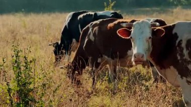 İnekler, uzun otlarla çevrili kuru, güneşli bir çayırda huzur içinde otlayarak kırsal ve pastoral bir atmosfer yaratırlar..