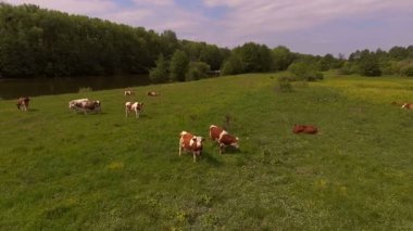 Nehrin yanındaki çayır. Hava fotoğrafçılığı