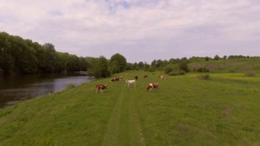 Nehrin yanındaki çayır. Hava fotoğrafçılığı