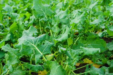 Şeker pancarının yakın çekim yeşil yaprakları. Şeker pancarı ekimi.