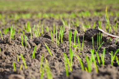 Genç buğday ya da yeşil çimen fideleri büyüyor. Sıcak güneşte buğday fidanları.