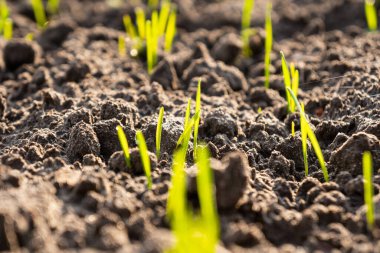 Tahıl filizleri. Tarladaki genç buğday hasadı. Seçici odak.