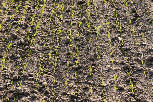 嫩芽在空地上发芽的小麦 农业一个领域 — 图库照片