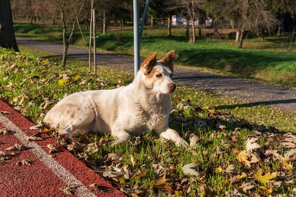 Sonbahar Parkındaki Yeşil Çimlerin Üzerinde Beyaz Bir Köpek Yatıyor — Stok fotoğraf