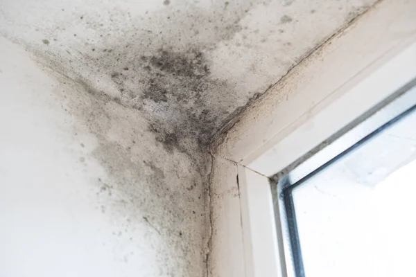 stock image Black mould and fungus on wall near window, it spoils look of house and is very harmful parasite for human health. The problem of ventilation, dampness.