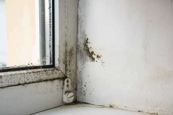 Schimmel Schwarzer Pilz Der Weißen Wand Der Ecke Fenster — Stockfoto