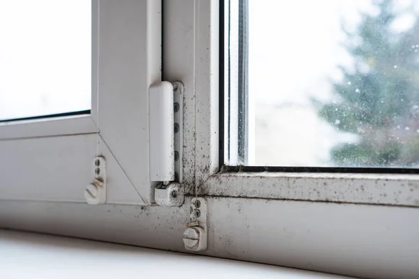 Mold on the window in the house. Mould spores thrive on moisture.