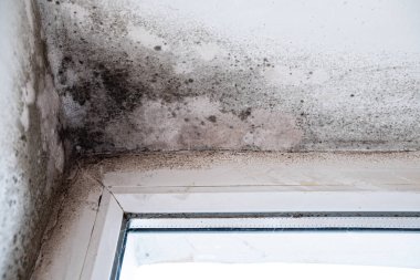 Black mold and fungus on wall near window, from excessive moisture. Humidity damage wall grow mold. clipart