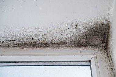 Slope near the window fungus moisture. Poorly installed windows, rainwater penetrates into the room.