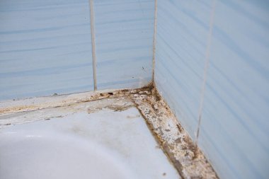 Dirt and fungus in the bathroom. Toxic black mold grow in damp places, on walls.
